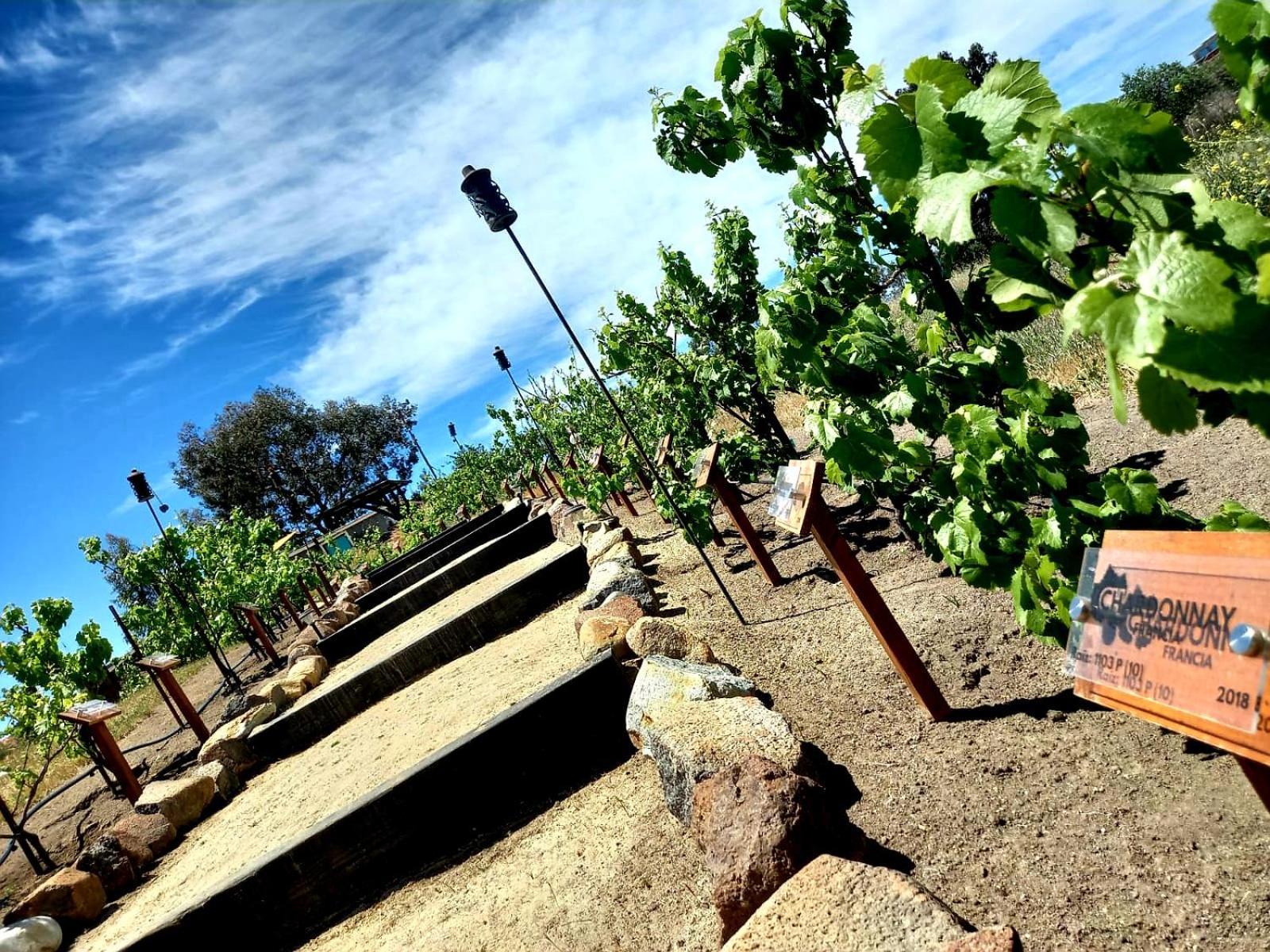 Finca Vidandrei Casa Eucalipto Valle de Guadalupe Zewnętrze zdjęcie